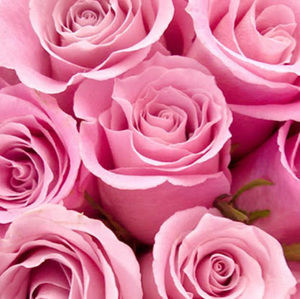 Meet your Posher, Lily